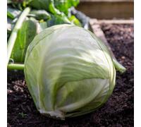Marshalls Garden Primo 2 Cabbage Seeds, 500 Seeds Pack For Ball-Head Summer Harvest