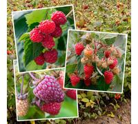 Marshalls Garden Primocane Raspberry Collection, Rhs Award Winners, 6 Canes