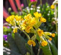Marshalls Garden Primula Veris (Cowslip) 3-Pack 9Cm- Hardy Scented Primrose Plugs