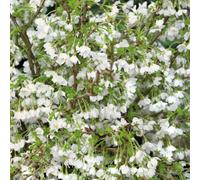 Marshalls Garden Prunus Incisa 'kojo-No-Mai' - Compact Flowering Cherry For Small Gardens & Containers 9Cm