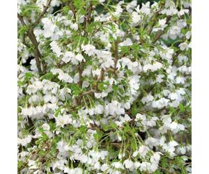 Marshalls Garden Prunus Incisa 'kojo-No-Mai' - Compact Flowering Cherry For Small Gardens & Containers 9Cm
