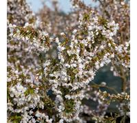 Marshalls Garden Prunus Incisa 'kojo-No-Mai' Compact Flowering Cherry Tree, Rhs Agm, 2.5M