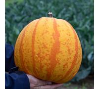 Marshalls Garden Pumpkin 'fireball' Seeds - Orange And Yellow Striped, High Yield 5 Seeds