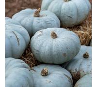 Marshalls Garden Pumpkin Seeds 'crown Prince' - Rhs Agm, Blue-Skinned Sweet Orange-Fleshed Pumpkin 5 Seeds