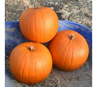 Marshalls Garden Pumpkin Seeds 'harvest Moon' - 8 Seeds For Compact Early-Maturing Halloween Pumpkins