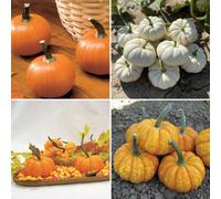 Marshalls Garden Pumpkin Seeds Mini Mix For Miniature Decorative Pumpkins 15 Seeds
