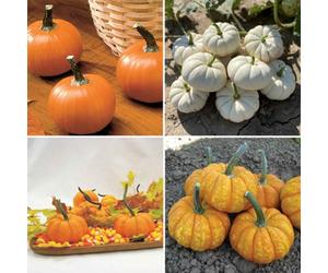 Marshalls Garden Pumpkin Seeds Mini Mix For Miniature Decorative Pumpkins 15 Seeds