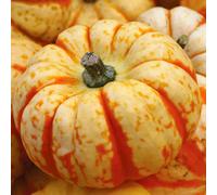 Marshalls Garden Pumpkin Seeds 'sweet Lightning' - Orange-Speckled Mini Pumpkins 8 Seeds