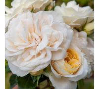 Marshalls Garden 'queen's Jubilee' Rose - Fragrant White-Peach Blooms, Repeat-Flowering Shrub 4.5 Litre Plant