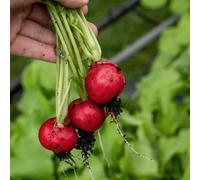 Marshalls Garden Radish Seeds 'annabel' F1 - Fast-Growing Red Globe Radish, 100 Seeds