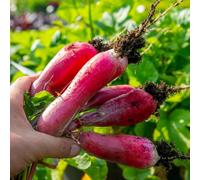 Marshalls Garden Radish Seeds 'french Breakfast' 1000 Seeds