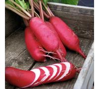 Marshalls Garden Radish Seeds 'pink Dragon' - Oriental Long Cylindrical Cold-Resistant Variety 1000 Seeds