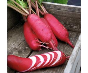 Marshalls Garden Radish Seeds 'pink Dragon' - Oriental Long Cylindrical Cold-Resistant Variety