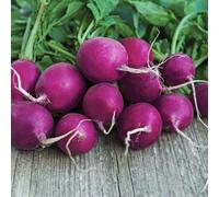 Marshalls Garden Radish Seeds 'purple Plum' - Fast-Growing, High-Yield (Approx. 300 Seeds)