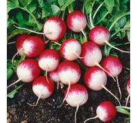 Marshalls Garden Radish Seeds 'sparkler' - 1000 Seeds For Fast-Growing Scarlet And White Globe Radishes