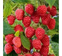 Marshalls Garden Raspberry 'cascade Delight' Pack Of 5, Summer-Fruiting Hardy Perennial Plants