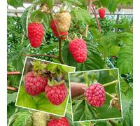 Marshalls Garden Raspberry Continuity Collection - Joan J, Glen Ample & Cascade Delight 6 X Bare Roots