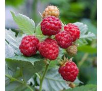 Marshalls Garden Raspberry Glen Ample High-Yield Spine-Free Midseason Variety 5 X Bare Root