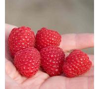 Marshalls Garden Raspberry 'imara' - Early Autumn-Fruiting Primocane, High-Yield Large Red Fruit 10 X Bare Root