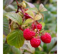 Marshalls Garden Raspberry 'paris' - Dual Primocane, High-Yield Hardy Perennial 10 X Bare Root