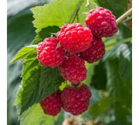 Marshalls Garden Raspberry Plant 'autumn Bliss', Hardy High-Yield Patio Raspberry 1.0-1.5M 3 X Bare Root