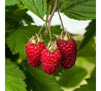 Marshalls Garden Raspberry Plant 'glen Carron' Large, Spine-Free, Super-Sweet Summer Berries 10 X Bare Root