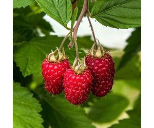 Marshalls Garden Raspberry Plant 'glen Carron' - Pack Of 3 Hardy Variety For Patio And Garden Bare Root