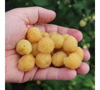 Marshalls Garden Raspberry Plant 'goodasgold' Compact Yellow Autumn-Fruiting Lowberry 2 Litre