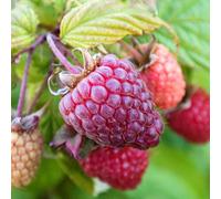 Marshalls Garden Raspberry Plant Polka, Late Primocane High-Yield Hardy Variety 10 X Bare Root