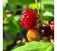 Marshalls Garden Raspberry 'tower' Compact Upright Patio Raspberry Plant 3 Litre