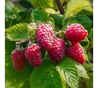Marshalls Garden Raspberry 'tulameen' Plant - Hardy, High-Yield, Super-Sweet Berries 3 X Bare Root
