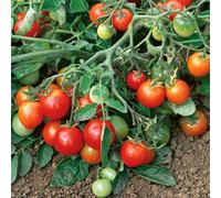 Marshalls Garden Red Alert F1 Tomato Seeds - Extra-Early Bush Cherry, 25 Pack