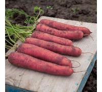 Marshalls Garden Red Sun Carrot Seeds 1G (Approx. 300 Seeds) - Vigorous Large Cylindrical Roots