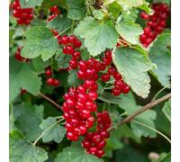 Marshalls Garden Redcurrant Standard Plant 'jonkheer Van Tets' Standard Trained 3 Litre Plant
