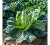 Marshalls Garden Regency F1 Cabbage Seeds 50 Pack, Compact Pointed-Heart Variety