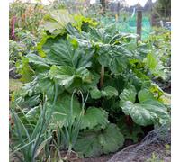 Marshalls Garden Rhubarb 'goliath' Perennial Plant - High-Yield, Rhs Award-Winner, Suitable For Forcing 3 Crowns