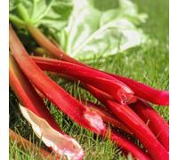 Marshalls Garden Rhubarb 'raspberry Red' 3-Pack, Early High-Yield Variety Crowns
