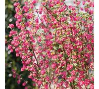 Marshalls Garden Ribes 'king Edward' Deciduous Shrub - Deep Red Spring Flowers, Compact Hedge 3 Litre Plant