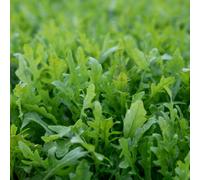 Marshalls Garden Rocket Salad Seeds Fast-Growing Container-Friendly Peppery Flavour 1800 Seeds