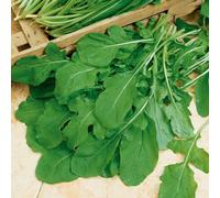 Marshalls Garden Rocket Seeds 'scorpion' 3,000 Pack Fast-Growing Eruca Sativa For Salads