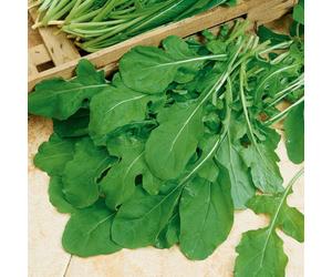 Marshalls Garden Rocket Seeds 'scorpion' 3,000 Pack Fast-Growing Eruca Sativa For Salads