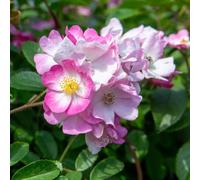 Marshalls Garden Rose 'ballerina' Shrub Rose (Bare Root) - Pink, Scented, Rhs Agm Bare Root