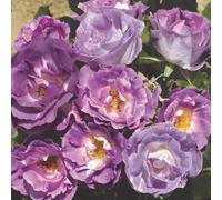 Marshalls Garden Rose 'blue For You' (Floribunda Rose) Bare Root