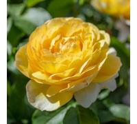 Marshalls Garden Rose Bush 'Belle De Jour' 4L Plant
