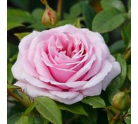 Marshalls Garden Rose 'hopes And Dreams' (Hybrid Tea) Lilac Double Blooms, Fragrant, Compact Bare Root