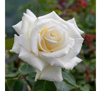 Marshalls Garden Rose Ice Cream Hybrid Tea Rose, White, Fragrant, Rhs Agm Bare Root