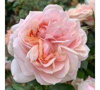 Marshalls Garden Rose 'joie De Vivre' Roty 2011 Compact Floribunda Bare Root