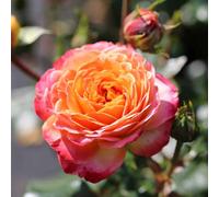 Marshalls Garden Rose 'meteor' Roty 2024 Floribunda Peachy-Yellow With Red Tips Bare Root
