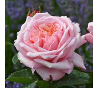 Marshalls Garden Rose 'never Ending Story' (Hybrid Tea) Fragrant Apricot And Pink Repeat-Flowering Bush Bare Root