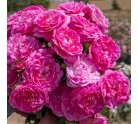Marshalls Garden Rose 'orchid Romantica' Floribunda - Pink Fragrant Hardy Bush 700mm Bare Root
